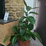 Casa Carmen De Austria Apartamento Córdoba